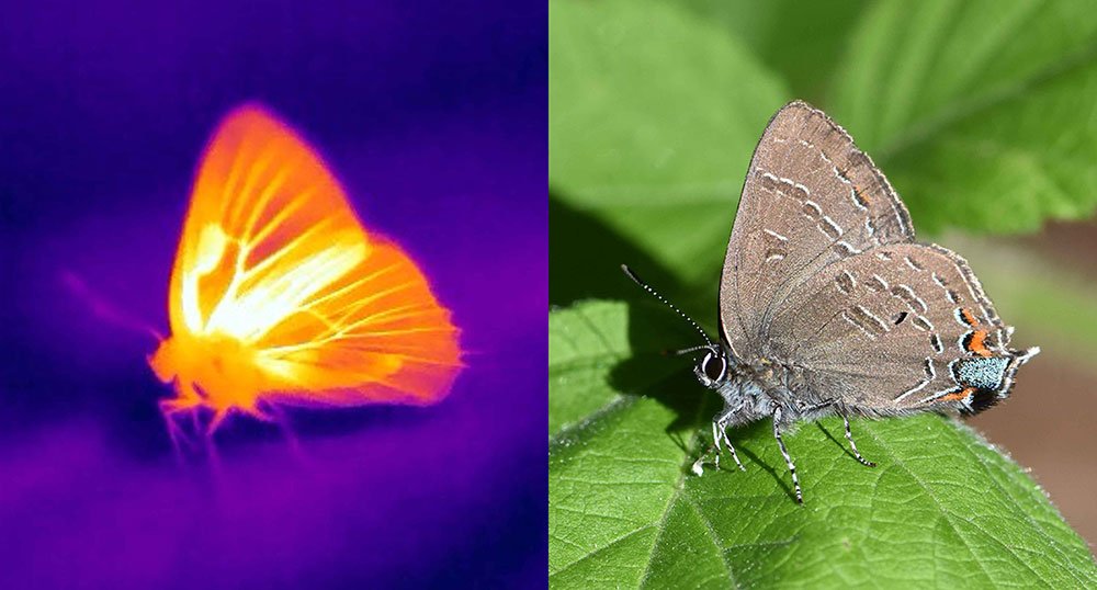 butterflies-thermal-camera-and-visible-photos-of-a-hickory-hairstreak-