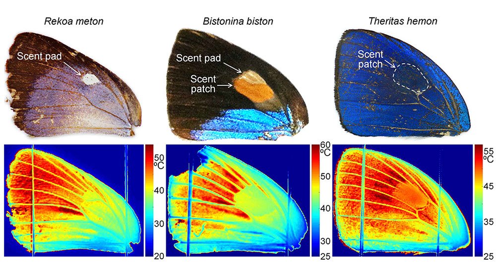 butterfly-wing-temperature-distributions-1