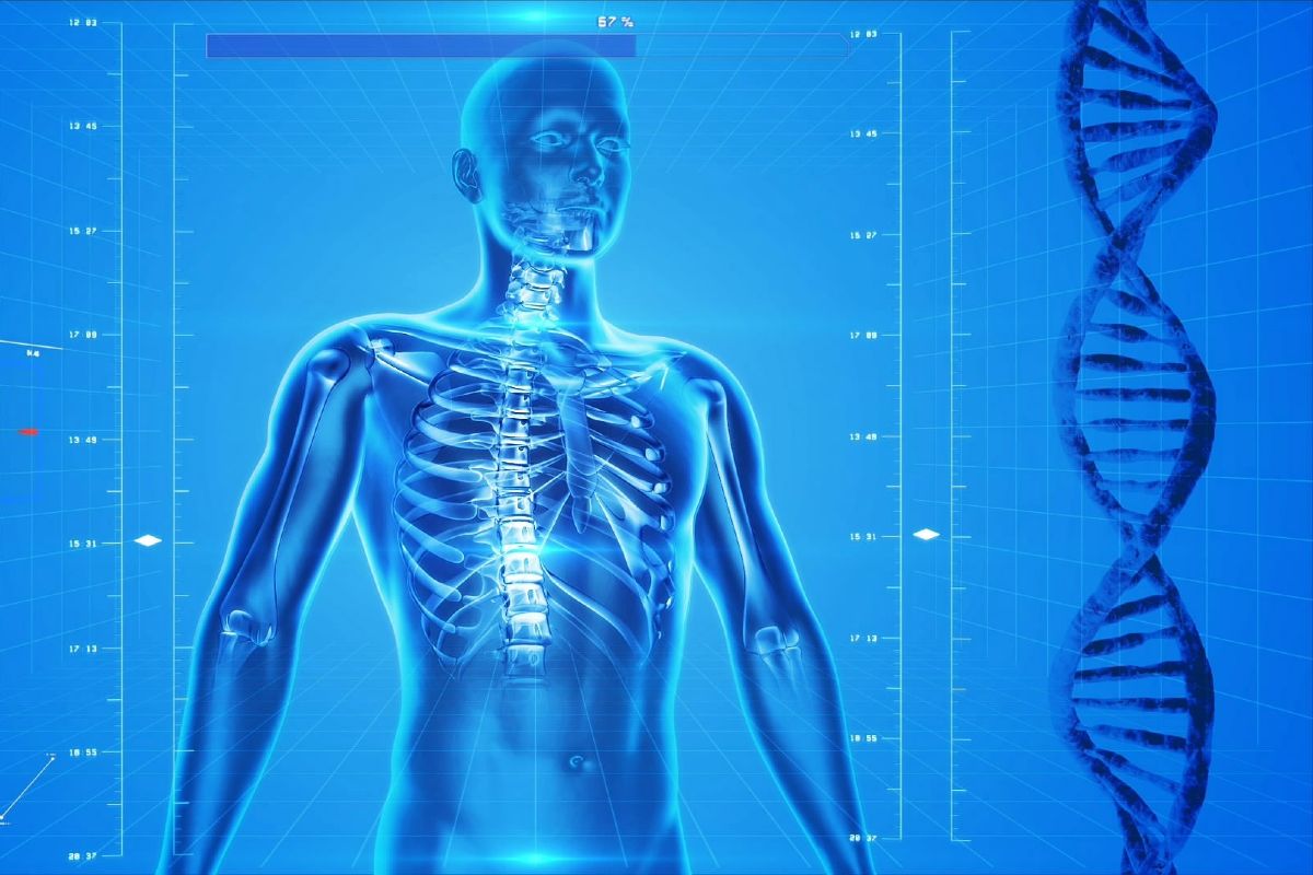 human skeleton